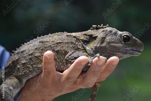 tuatara, a living fossil from New Zealand