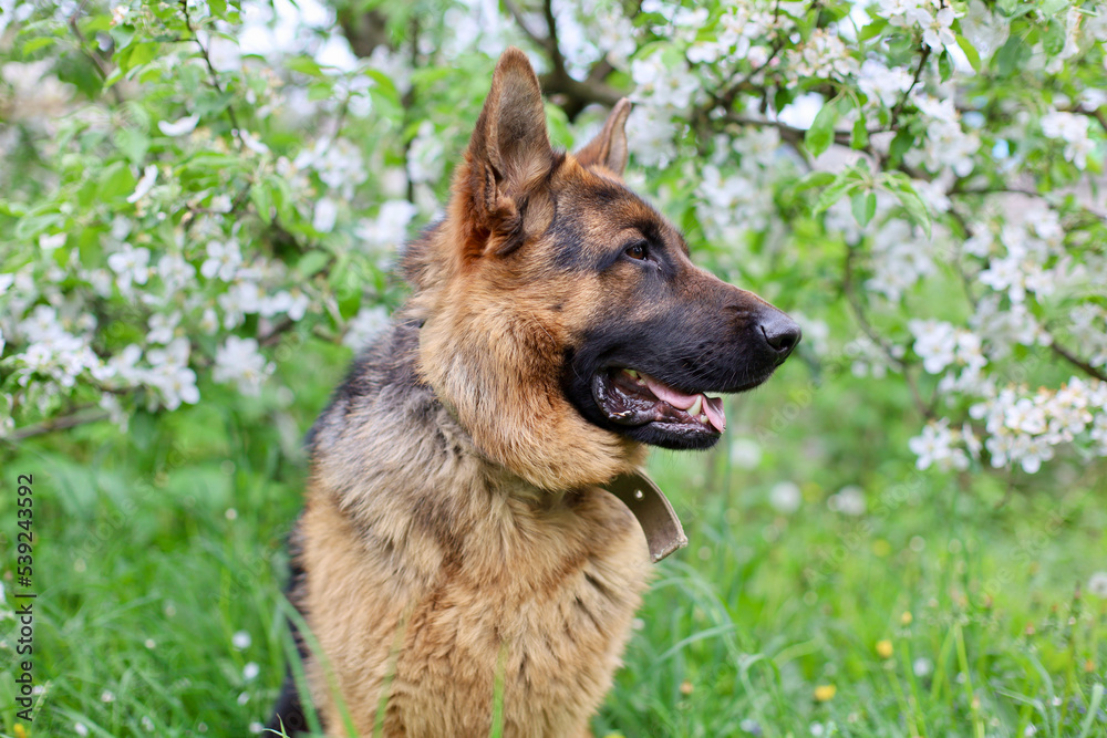 Beautiful German Shepherd dog is playing in the grass with flowers. German Shepherd puppy frolics in the grass, playing with flowers