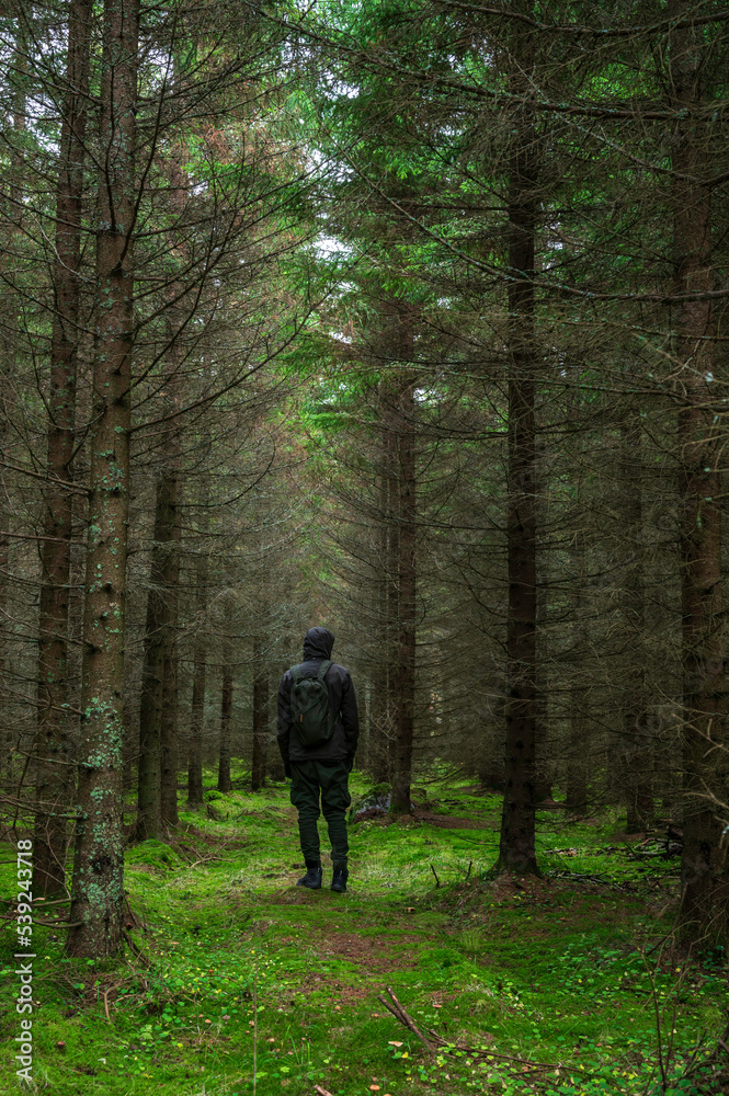 Fototapeta premium young man hiking in the forest, Finland