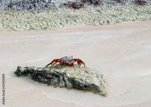 sally lightfoot crab  Punta Cormorant  Florenana  Galapagos