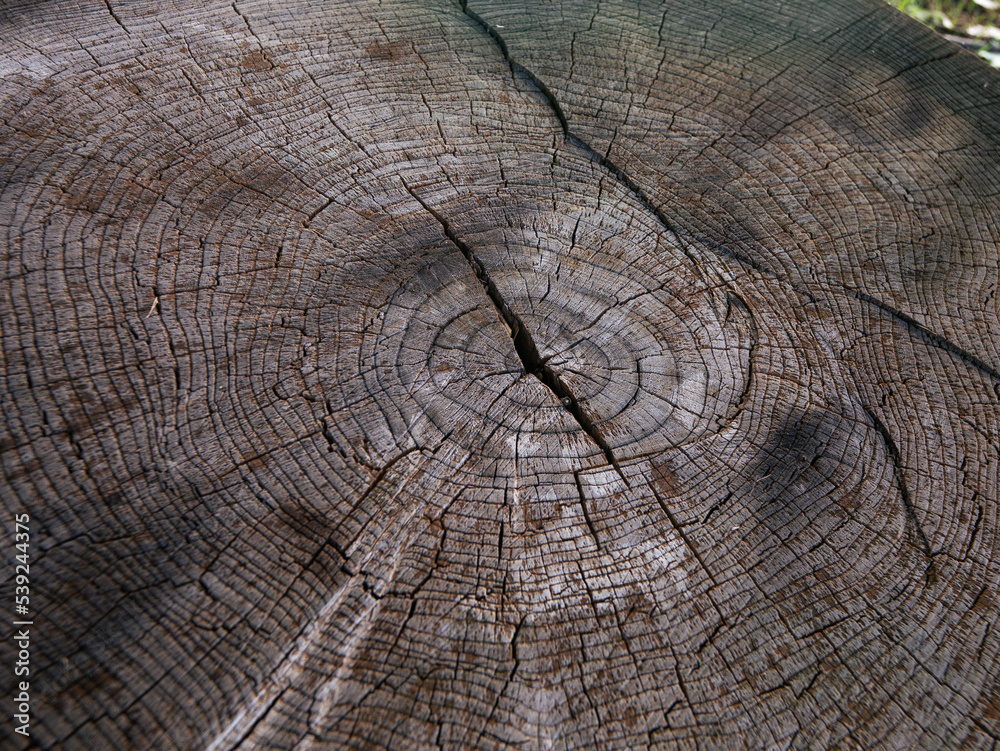 Fototapeta premium cross section of a tree trunk. wood texture close up. a podium for the presentation of products against the background of natural wood.