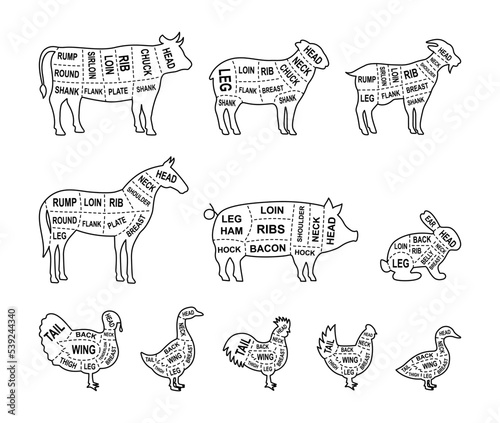Set of Farm animals outline cuts. Pig, Horse, Turkey, Goat, Sheep, Chicken, Rooster, Duck, Rabbit, Goose, Cow cuts of meats. Meat diagram line banner