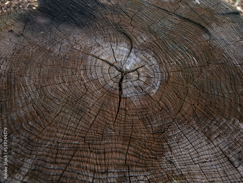 cross section of a tree trunk. wood texture close up. a podium for the presentation of products against the background of natural wood.