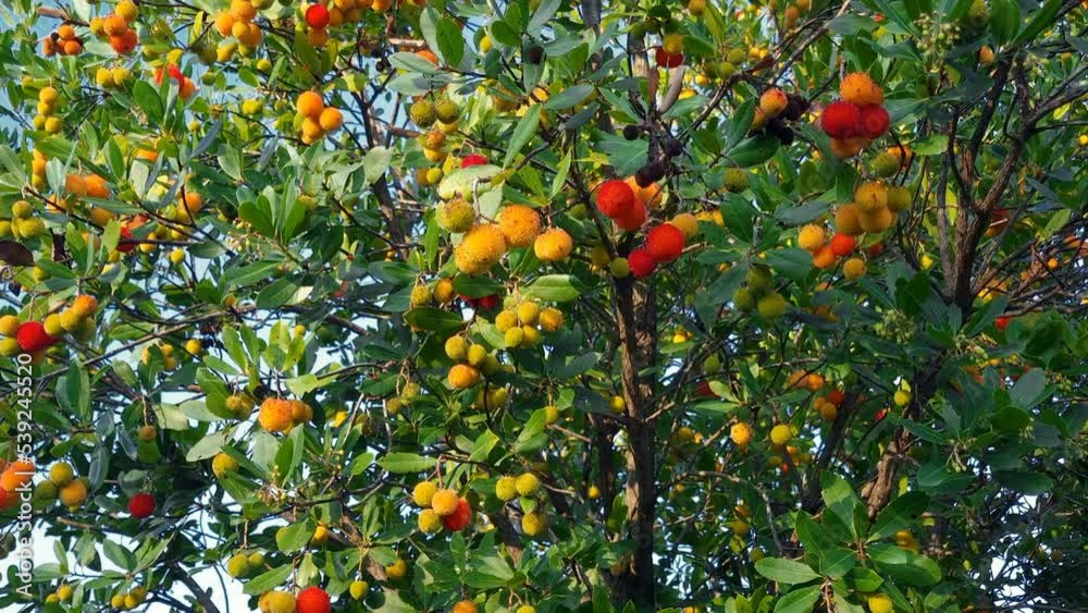 Wild forest Arbutus fruits plant tree on mountain ecosystem,healthy berries product Wild forest Arbutus fruits plant tree on mountain ecosystem,healthy berries product