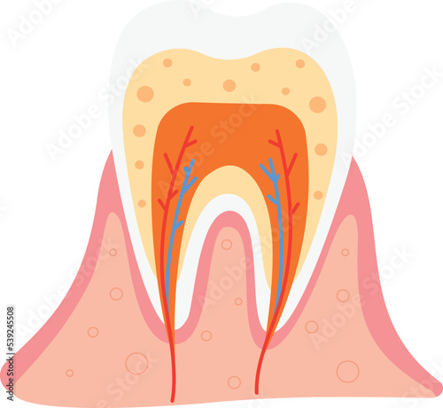 Tooth structure illustration. Dental anatomy medical poster
