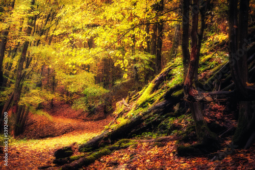Golden October, lovely warm colors in the forest wood hills of the Saarland countryside in Germany, Europe in autumn fall