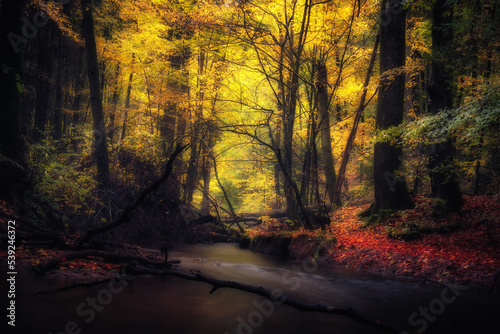 Golden October  lovely warm colors in the forest wood hills of the Saarland countryside in Germany  Europe in autumn fall