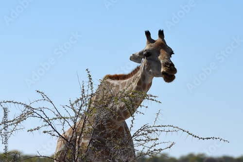 Giraffenportraint: Afrikanische Giraffe (giraffa camelopardalis) im Etosha Nationalpark in Namibia. photo