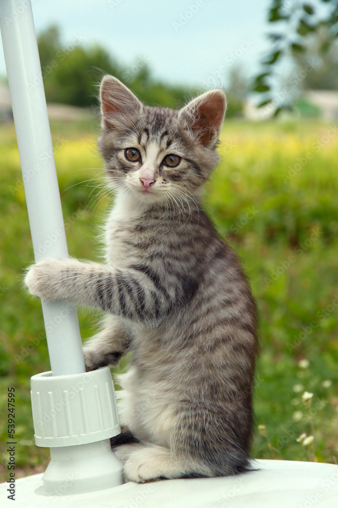 A small gray striped kitten is sitting on the lawn. Portrait of a cute cute kitten