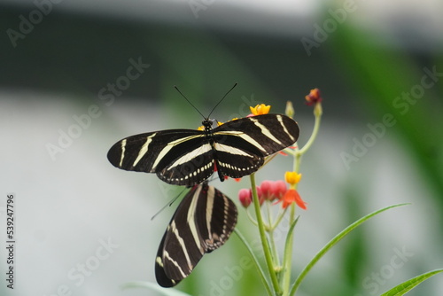 Zebra Longwing Butterfly photo