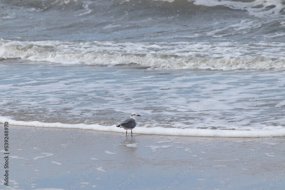 This little seagull was sitting in the surf waiting for any food to wash up in the waves. The ocean was rough that day and the water was coming in pretty hard. This picture was taken at New Jersey. This little seagull was sitting in the surf waiting for any food to wash up in the waves. The ocean was rough that day and the water was coming in pretty hard. This picture was taken at New Jersey.