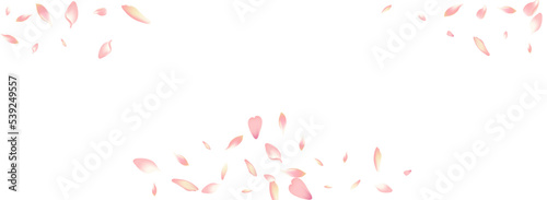 Pink Flower Petal Vector White Background. White
