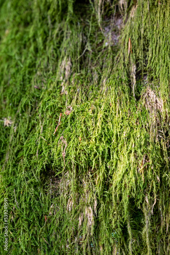 tree trunk covered with moss, moss texture macro view in nature for wallpaper.Moss background