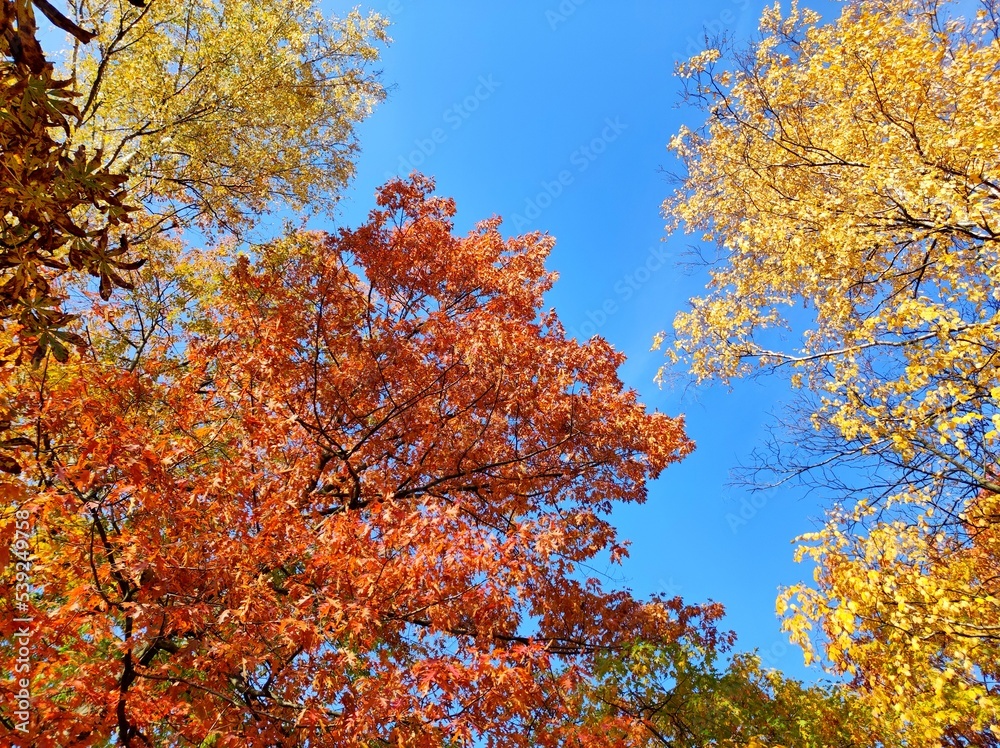 View of the sky through the yellow leaves of trees. Autumn