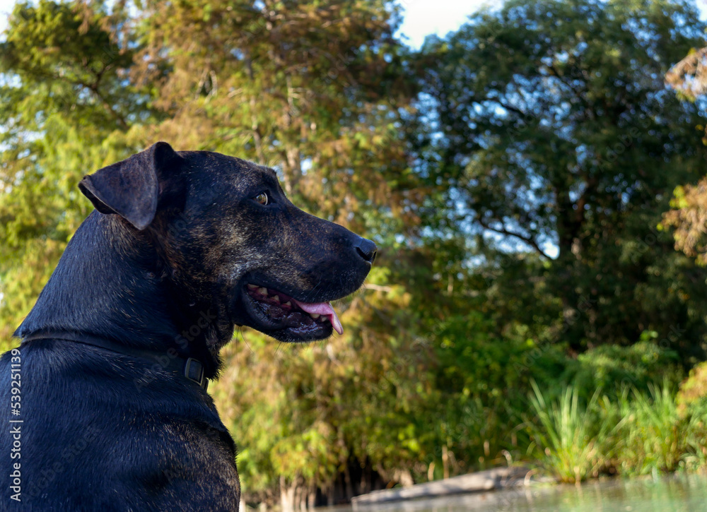 swamp, bayou, louisiana, louisiana swamp, louisiana bayou, cypress trees, afternoon, sunny, trees, nature, outdoors, swamp tour, landscape, woods, sky swamp, bayou, louisiana, louisiana swamp, louisiana bayou, cypress trees, afternoon, sunny, trees, nature, outdoors, swamp tour, landscape, woods, sky