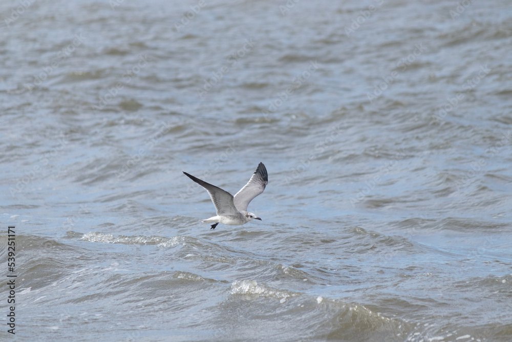 This pretty seagull was doing what it could to fly across this rough ocean on a very windy day. This picture was taken at Sunset Beach in Cape May New Jersey while a hurricane was off the coast. This pretty seagull was doing what it could to fly across this rough ocean on a very windy day. This picture was taken at Sunset Beach in Cape May New Jersey while a hurricane was off the coast.