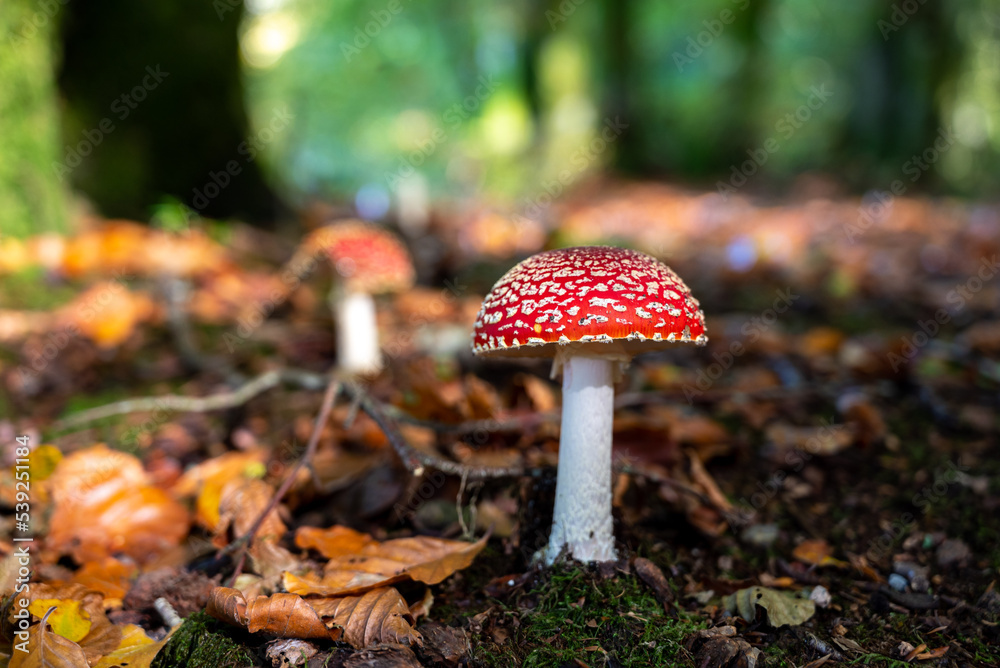 Amanita muscaria (Amanite tue-mouches or fausse oronge) Dangerous mushrooms