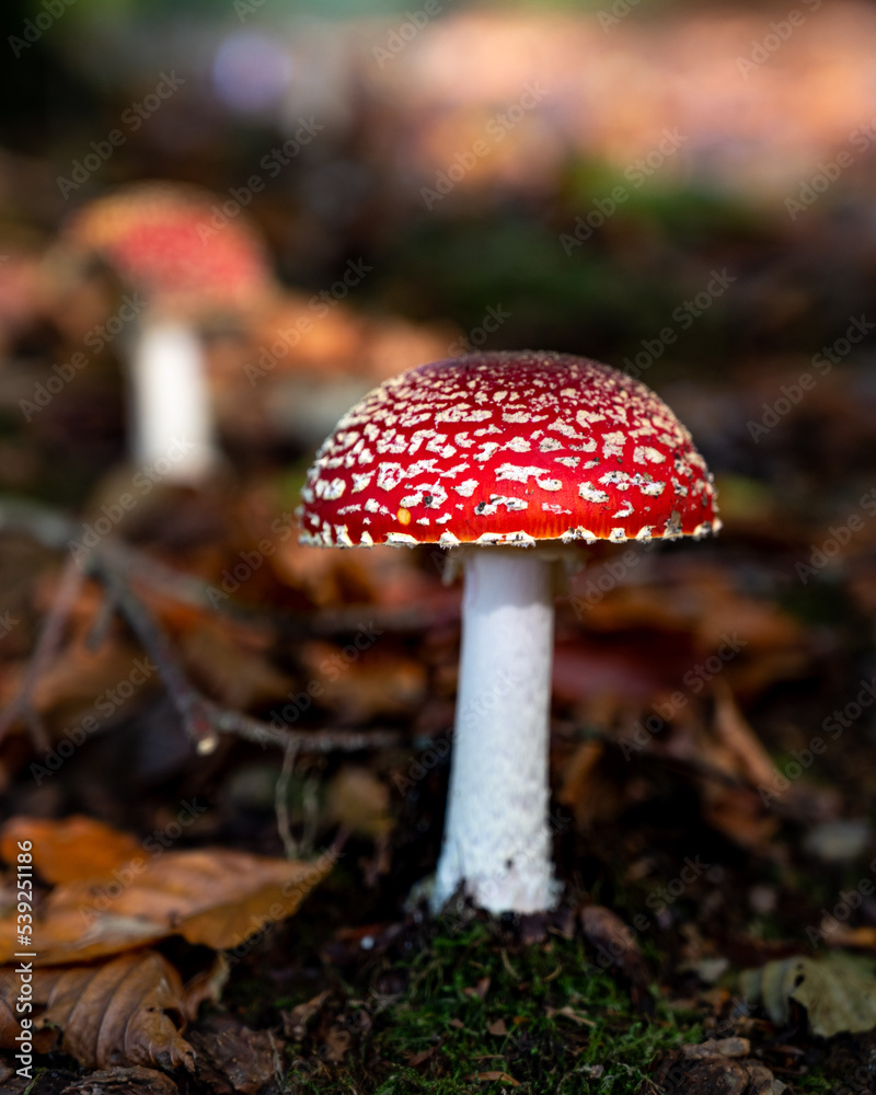 Fototapeta premium Amanita muscaria (Amanite tue-mouches or fausse oronge) Dangerous mushrooms