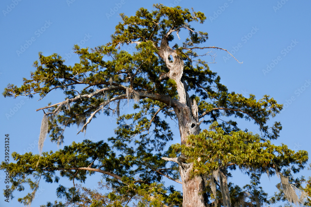 Naklejka premium Louisiana Swamp Cypress Trees and moss with holes in the trees afternoon high angle