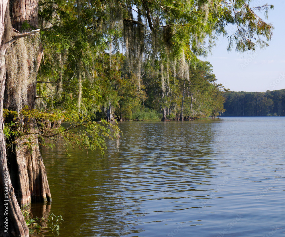 Naklejka premium Louisiana Swamp Cypress Trees up close in the after noon mid angle
