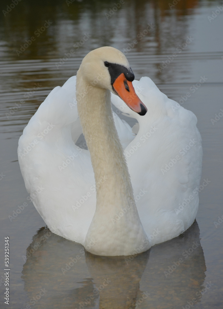 Obraz premium Stolzer Schwan