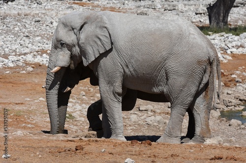 Afrikanischer Elefant am Wasserloch Okaukuejo im Etoscha Nationalpark in Namibia. 