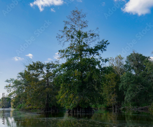 Louisiana tall cypress tree center frame with cypress trees in the afternoon mid angle