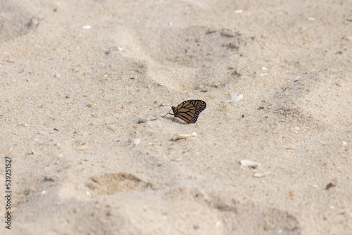 Walking Sunset Beach in Cape May New Jersey we came across these beautiful monarch butterflies. Turns out they migrate through this area in September to Mexico. These little guys are so pretty.