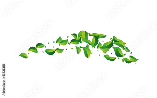 Mint Leaf Falling Vector White Background.