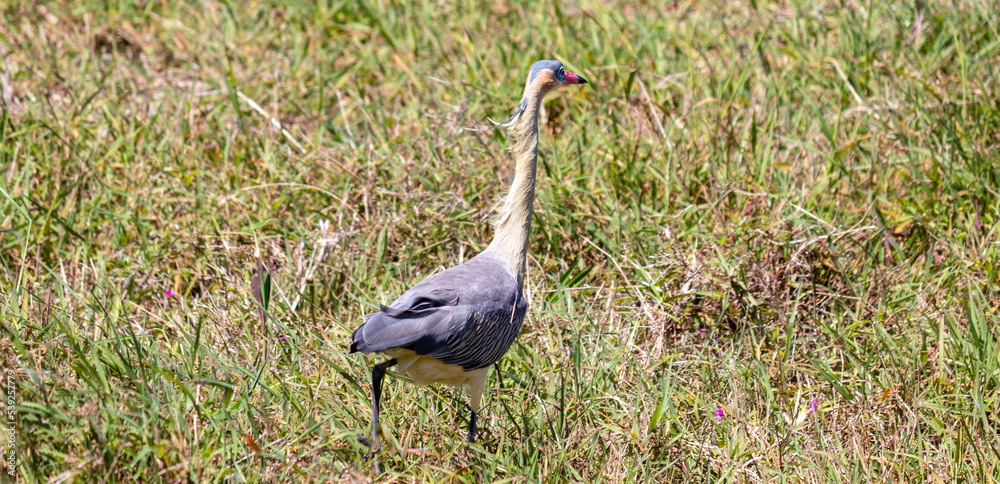 Naklejka premium Photograph of a Whistling heron. The bird was found on the beach of Xangri-lá, in Rio Grande do Sul, Brazil.