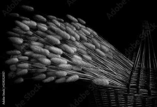 dried Lagurus ovatus plants in a wicker basket. black and white