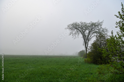 Wallpaper Mural tree in the fog Torontodigital.ca