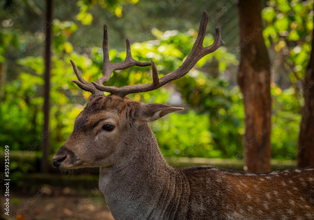 Dama dama animal in autumn color evening Dama dama animal in autumn color evening