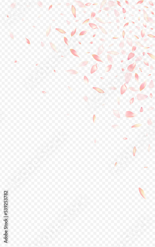 Pink Cherry Vector Transparent Background. Bloom