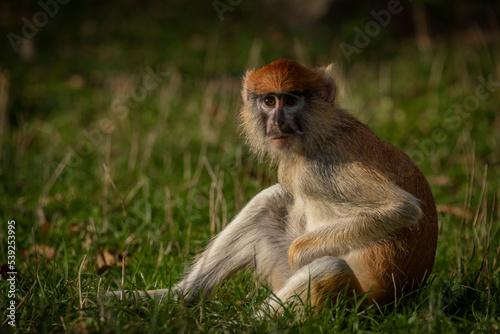 Cercopithecini hairy animal monkey on green grass in sunny evening