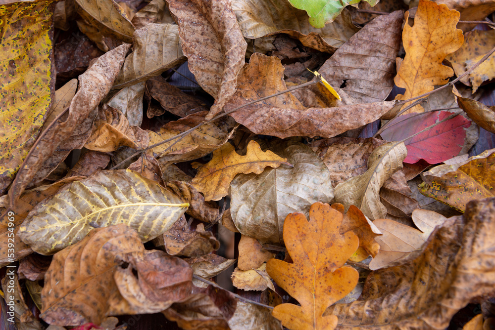 Autumn colorful leaves fallen from the trees texture. Autumn colorful leaves fallen from the trees texture.