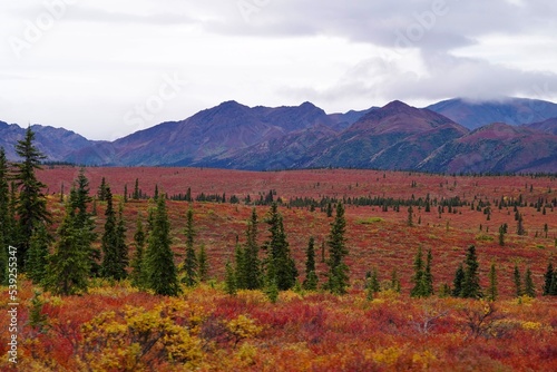 Alaska red tundra, Denali photo