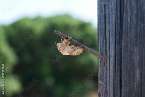Slika na platnu Closeup shot of disgusting exoskeletons of unknown insects on a tree