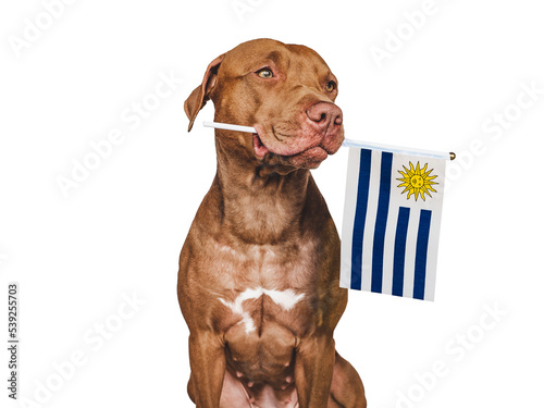 Charming, adorable puppy with the national flag of Uruguay. Closeup, indoors. Studio shot. Congratulations for family, loved ones, relatives, friends and colleagues. Pet care concept