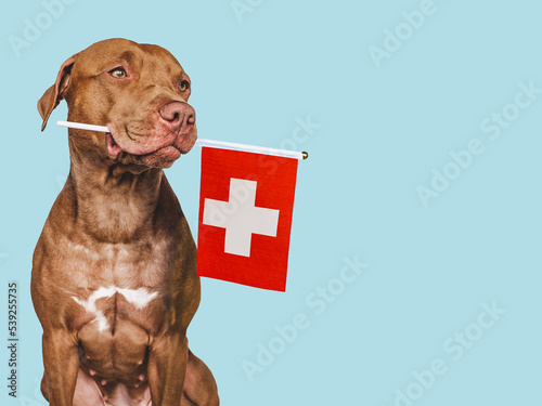 Charming, adorable puppy with the national flag of Switzerland. Closeup, indoors. Studio shot. Congratulations for family, loved ones, relatives, friends and colleagues. Pet care concept