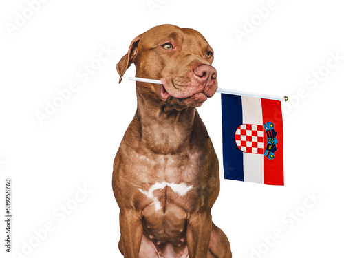 Charming  adorable puppy with the national flag of Croatia. Closeup  indoors. Studio shot. Congratulations for family  loved ones  relatives  friends and colleagues. Pet care concept