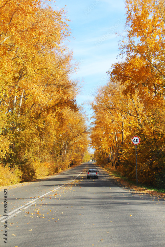 autumn road through the birch forest
