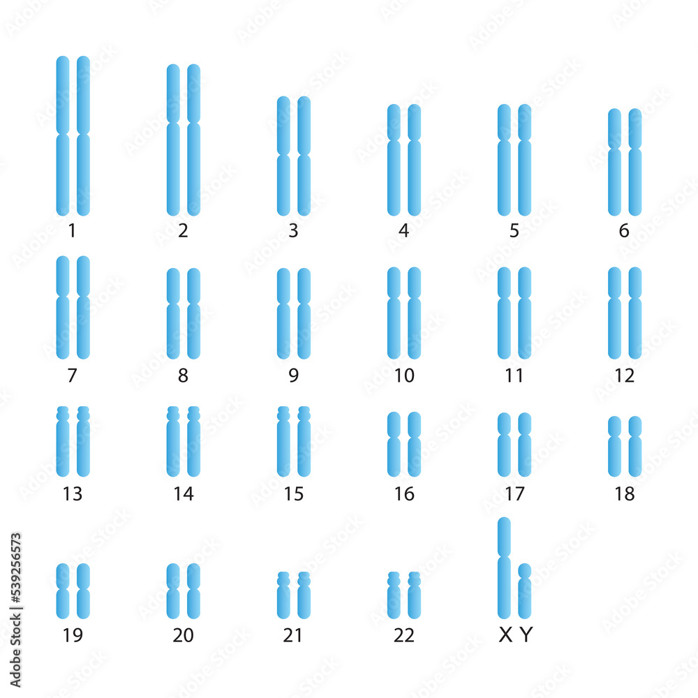Scientific Designing of Male Normal Karyotype. Male Complete Set of
