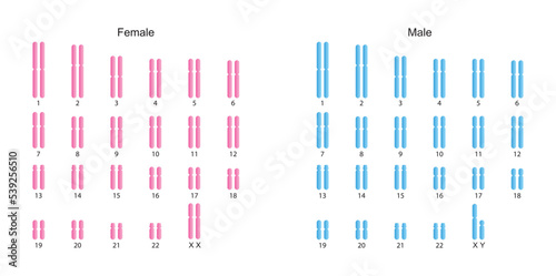 Scientific Designing of Human Karyotype. Human Complete Set of Chromosomes. Colorful Symbols. Vector Illustration. photo