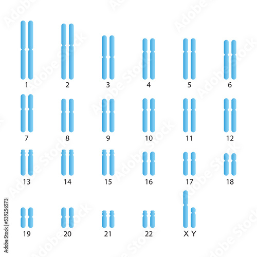 Scientific Designing of Male Normal Karyotype. Male Complete Set of Chromosomes. Colorful Symbols. Vector Illustration.