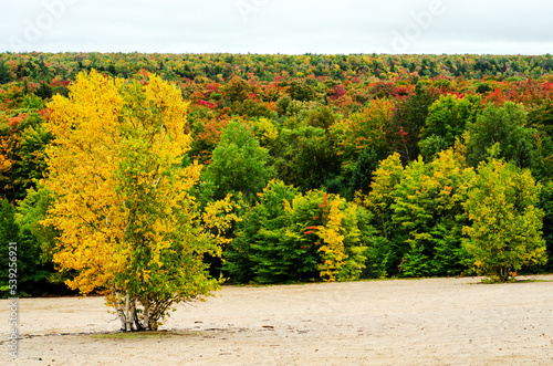Fototapeta Naklejka Na Ścianę i Meble -  Yellow tree on sand in front of rest of the tree autumn in the park