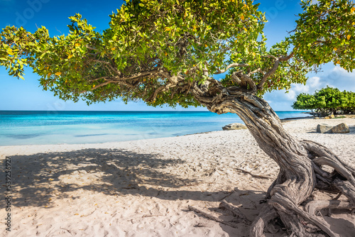 Eagle beach with divi divi tree on Aruba island, Dutch Antilles