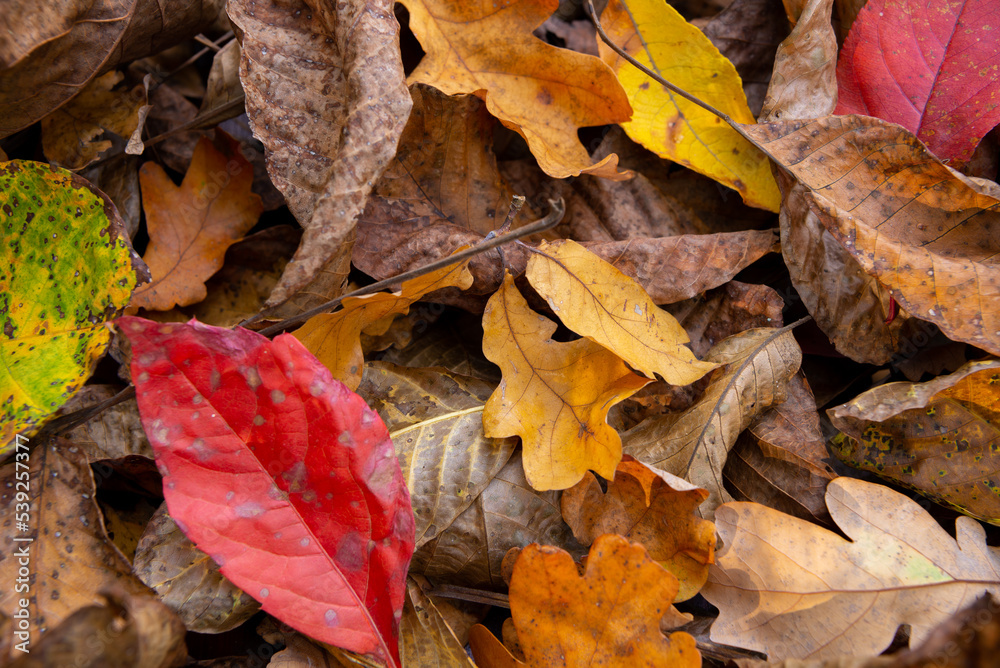 Autumn colorful leaves fallen from the trees texture. Autumn colorful leaves fallen from the trees texture.
