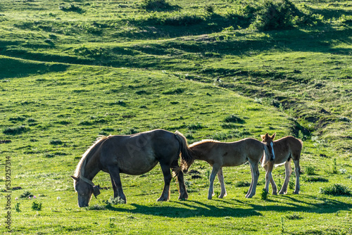 Pferde in Embalse del Ebro, Spanien © Mandy Raasch