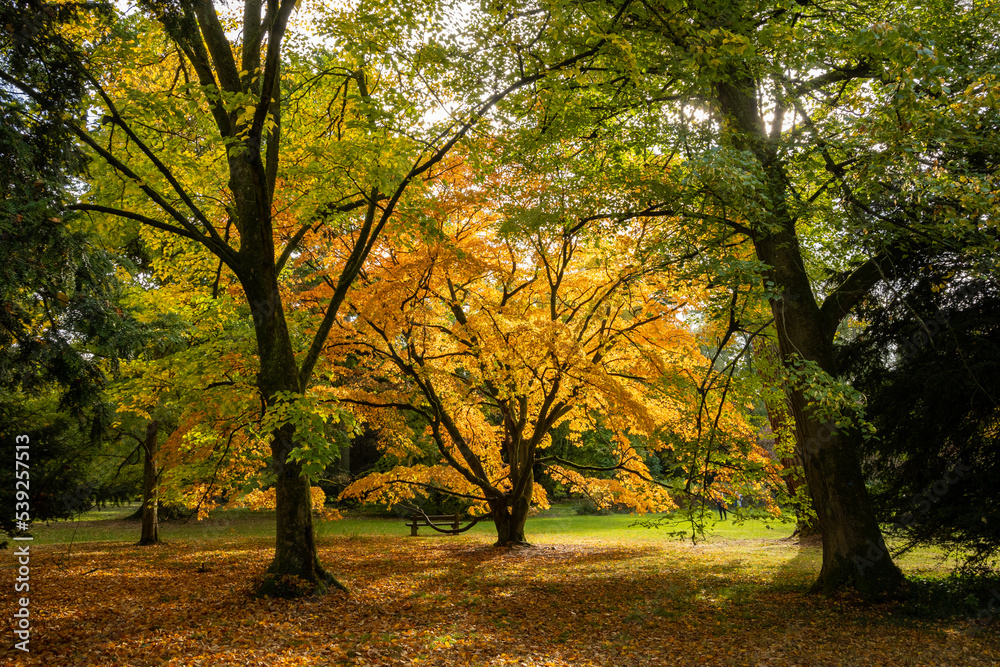 A beautiful scene in the British countryside shows the changing leaves of autumn accented by a yellowing maple tree with the sun catching its leaves in a glade or clearing outdoor